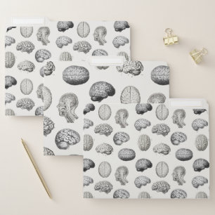 Vintage Brain Anatomy Biology Illustrations File Folder