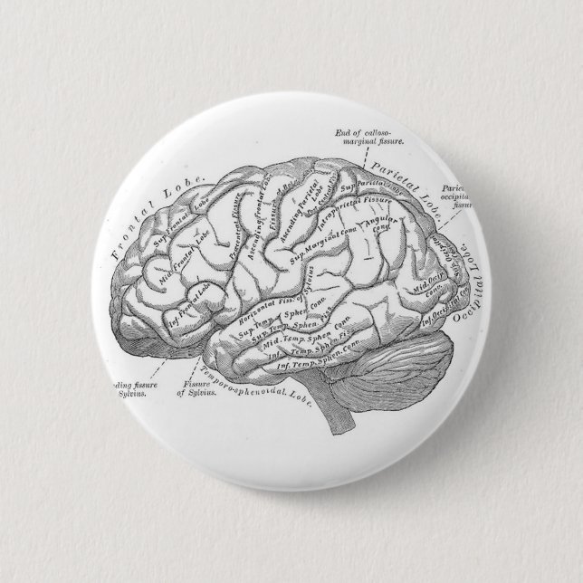 Vintage Brain Anatomy Button (Front)