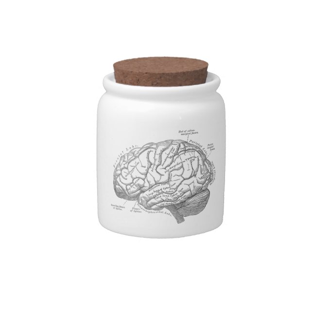 Vintage Brain Anatomy Candy Jar (Front)