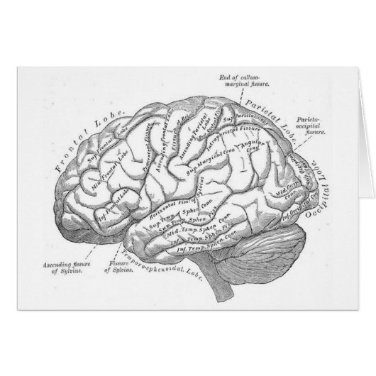 Vintage Brain Anatomy Cards (Front Horizontal)