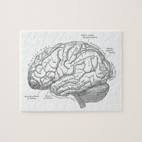 Vintage Brain Anatomy Jigsaw Puzzle