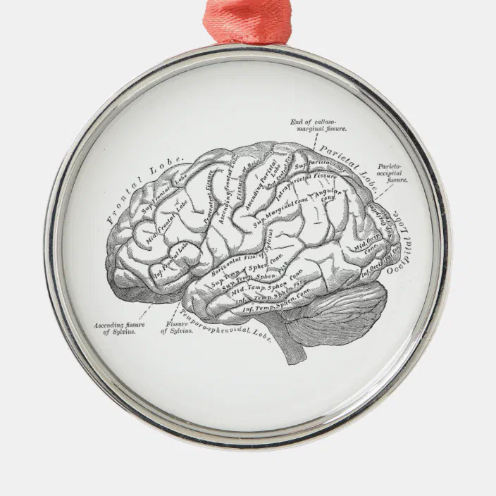 Vintage Brain Anatomy Metal Ornament Zazzle Com