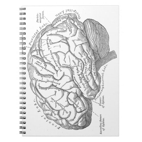Vintage Brain Anatomy Notebook