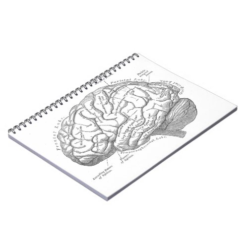Vintage Brain Anatomy Notebook