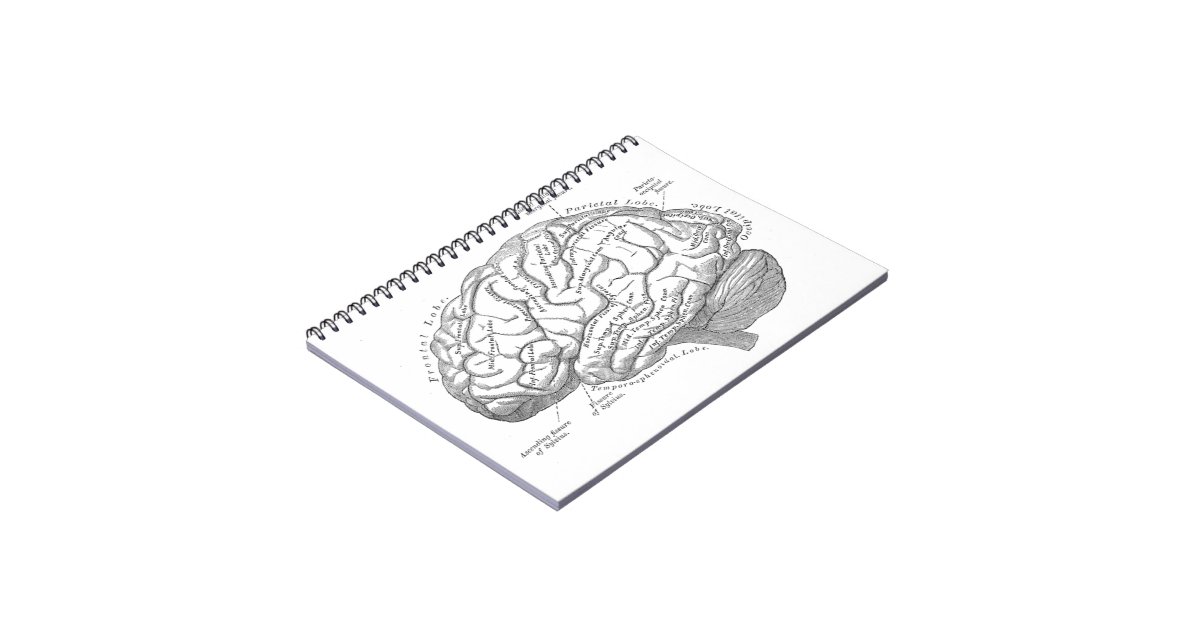 Vintage Brain Anatomy Notebook | Zazzle