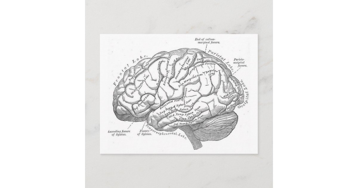 Vintage Brain Anatomy Postcard | Zazzle
