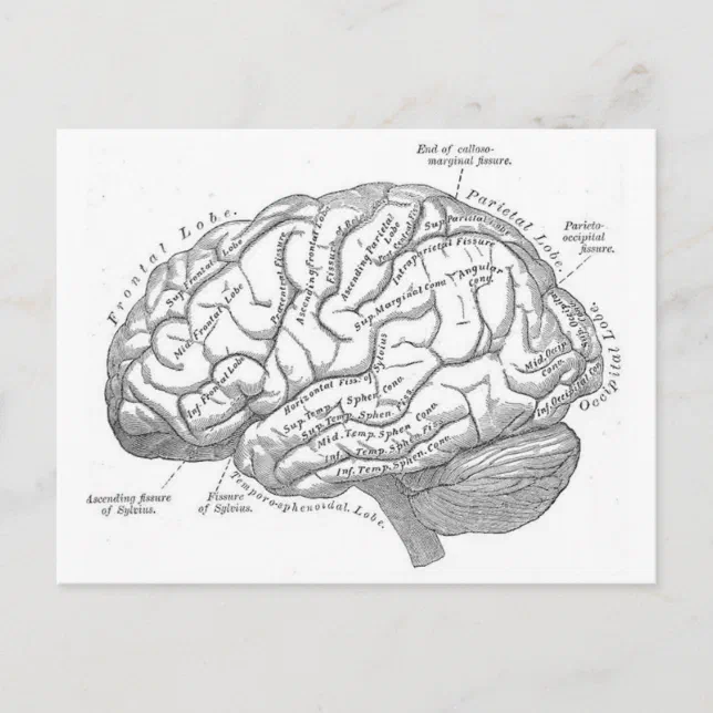 Vintage Brain Anatomy Postcard | Zazzle