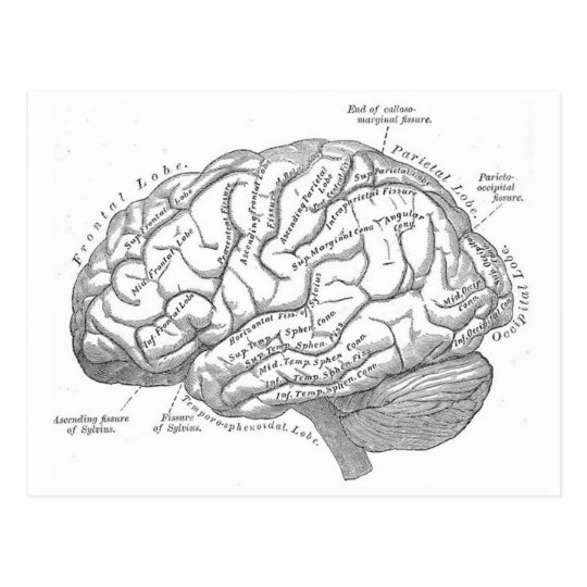 Vintage Brain Anatomy Postcard | Zazzle.com