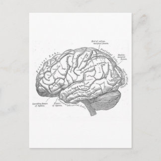 Vintage Brain Anatomy Postcard