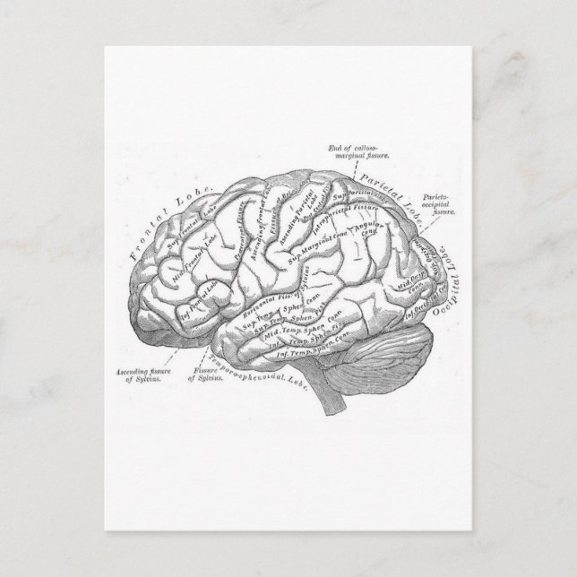 Vintage Brain Anatomy Postcard (Front)