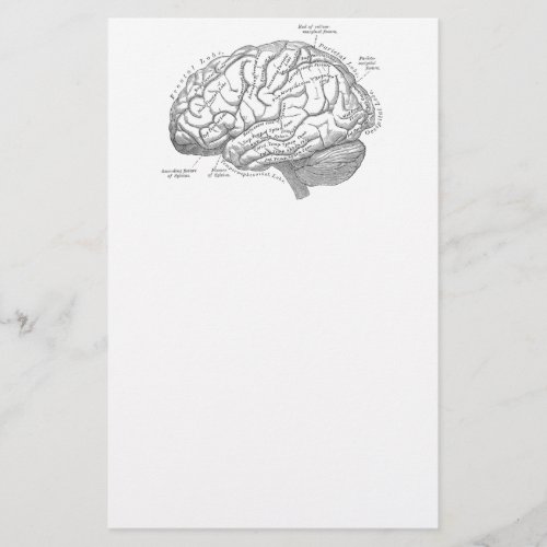 Vintage Brain Anatomy Stationery
