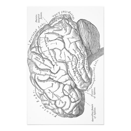 Vintage Brain Anatomy Stationery | Zazzle