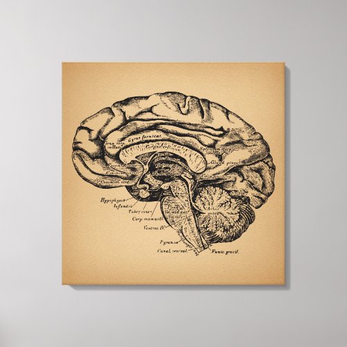 Vintage Brain Diagram Antique Medical Anatomy Art Canvas Print