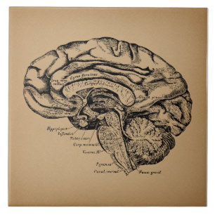Vintage Brain Diagram Antique Medical Anatomy Art Ceramic Tile