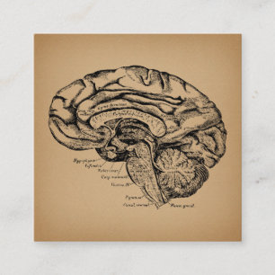 Vintage Brain Diagram Antique Medical Anatomy Art Enclosure Card