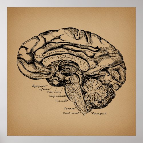 Vintage Brain Diagram Antique Medical Anatomy Art Poster