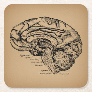 Vintage Brain Diagram Antique Medical Anatomy Art Square Paper Coaster