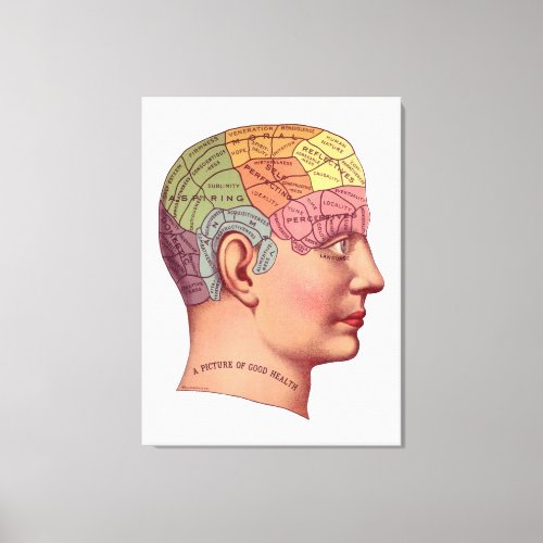 Vintage Brain Function Illustration Canvas Print