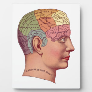 Vintage Brain Function Illustration Plaque