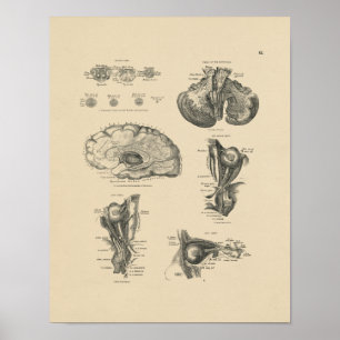 Vintage Brain Nerves Anatomy 1880 Print