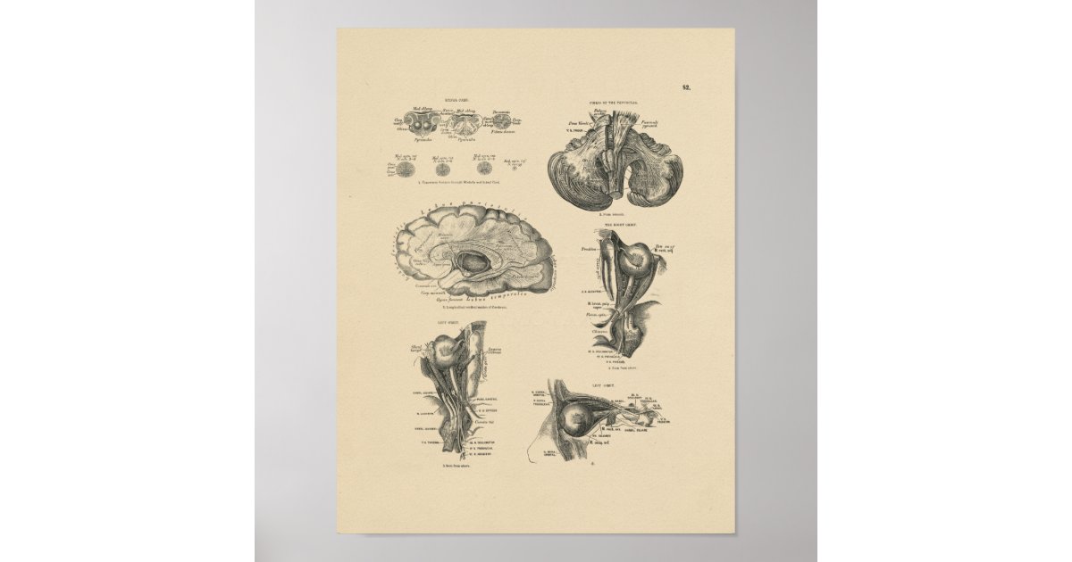Vintage Brain Nerves Anatomy 1880 Print | Zazzle