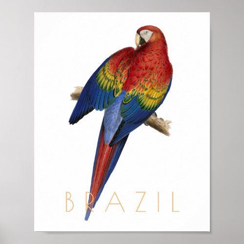 Vintage Brazil travel Macaw bird mid century Poster