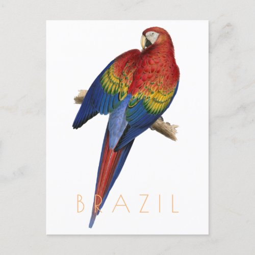 Vintage Brazil travel postcard Macaw bird mid cent