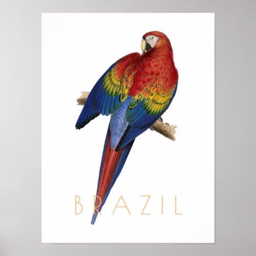 Vintage Brazil travel postcard Macaw bird mid cent Poster