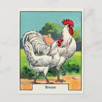 Vintage Bresse Chicken Postcard by Kinder_Kleider at Zazzle