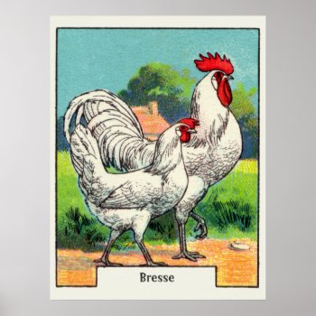 Vintage Bresse Chicken Poster by Kinder_Kleider at Zazzle