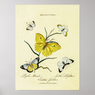 Vintage British Butterflies Floral Illustration Poster