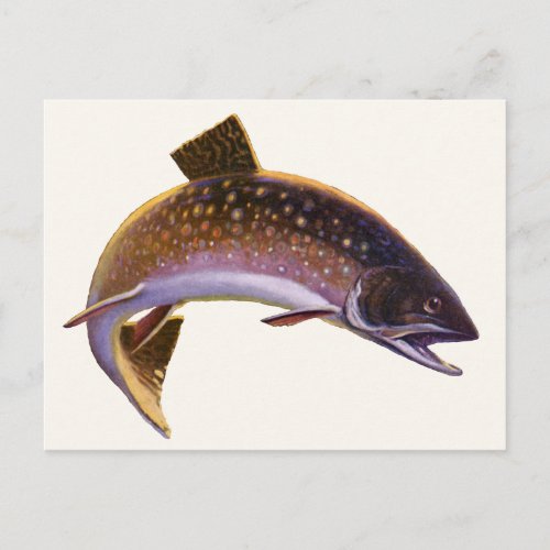 Vintage Brook Trout Fish Sports Fishing Fisherman Postcard