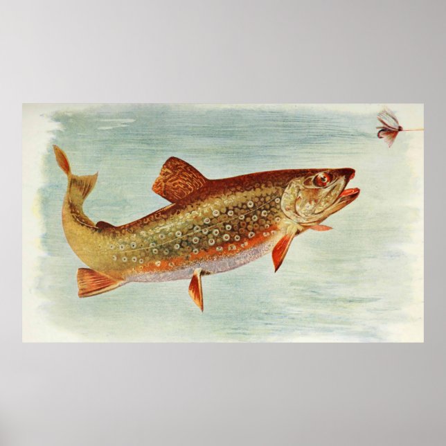 Vintage Brook Trout Illustration (1914) Poster (Front)