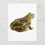 Vintage Brown Frog Illustration Postcard