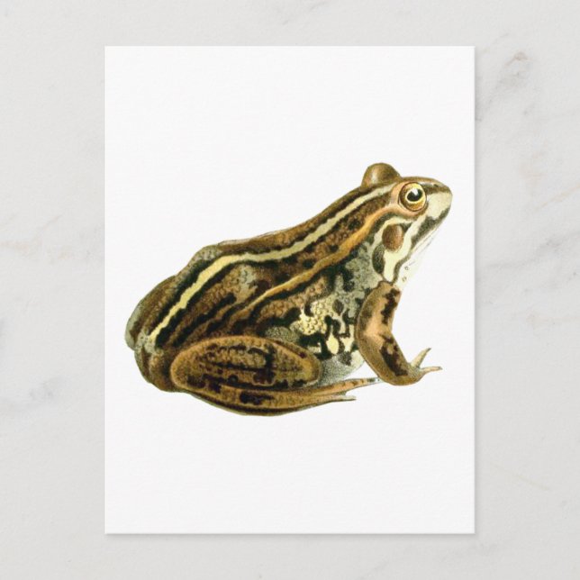 Vintage Brown Frog Illustration Postcard (Front)