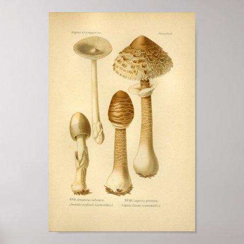 Vintage Brown Mushrooms Art Print French