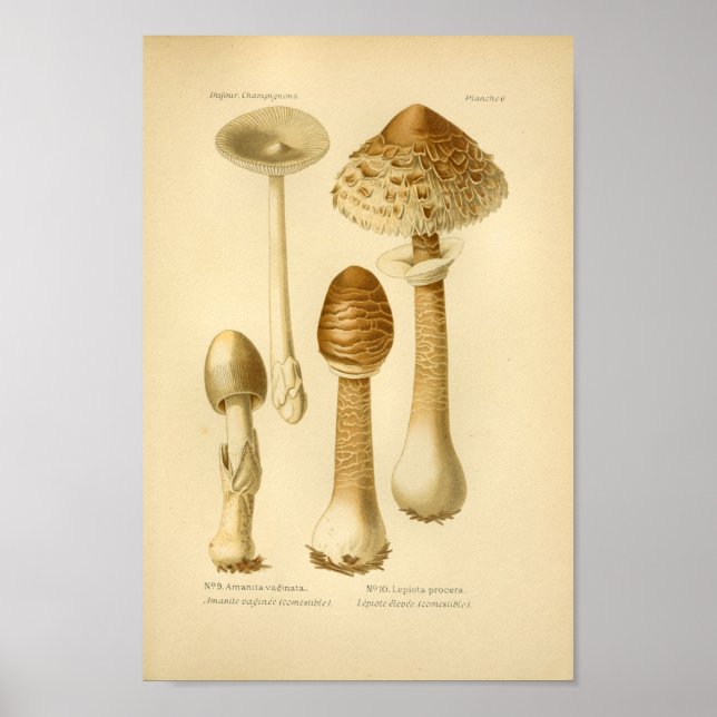 Vintage Brown Mushrooms Art Print French (Front)