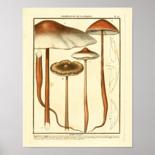 Vintage Brown Mushrooms French Art Print