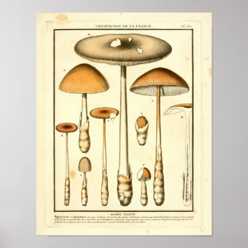 Vintage Brown Mushrooms French Art Print
