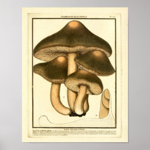 Vintage Brown Mushrooms French Art Print