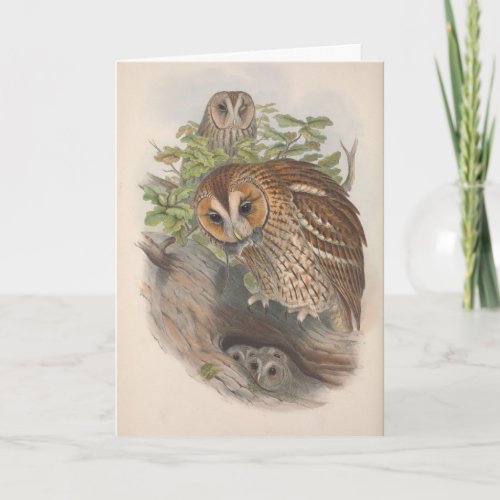 Vintage Brown Owl Bird Blank Note Card