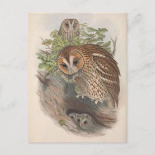 Vintage Brown Owl Bird Postcard