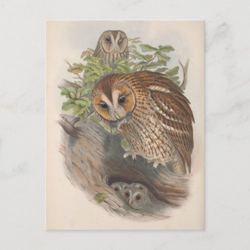 Vintage Brown Owl Bird Postcard