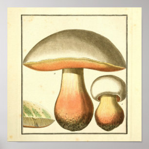 Vintage Brown Red Mushrooms Art Print