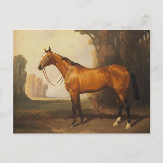 Vintage Brown Thoroughbred Horse Postcard (Front)