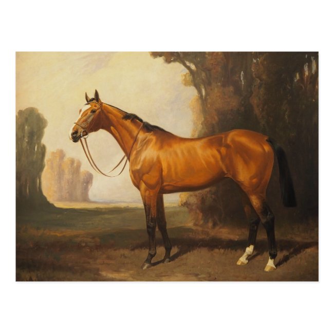 Vintage Brown Thoroughbred Horse Postcard