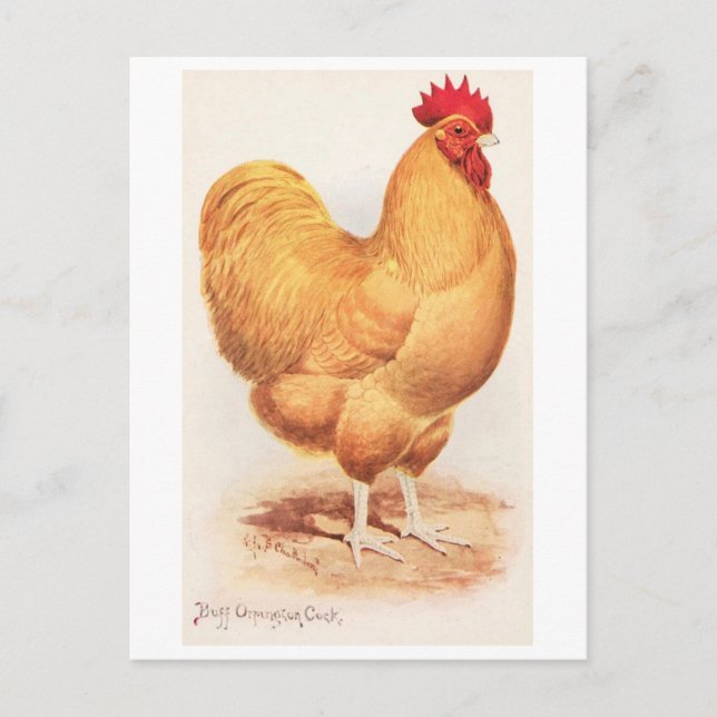 Vintage Buff Orpington Cock Postcard (Front)