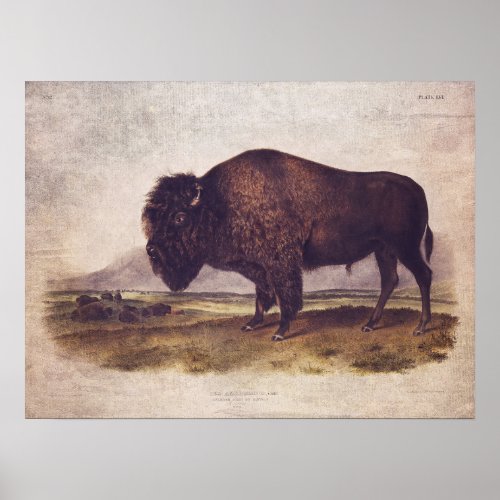 Vintage Buffalo Poster or Decoupage Paper