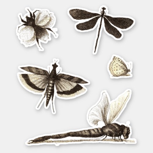 Vintage Bug Art 1600s Dragonfly Moth Bumblebee Sticker