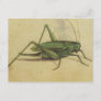 Vintage Bug Cricket Insect Postcard